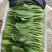 【热销】（坏菜包赔）精品小青菜油菜产地直销
