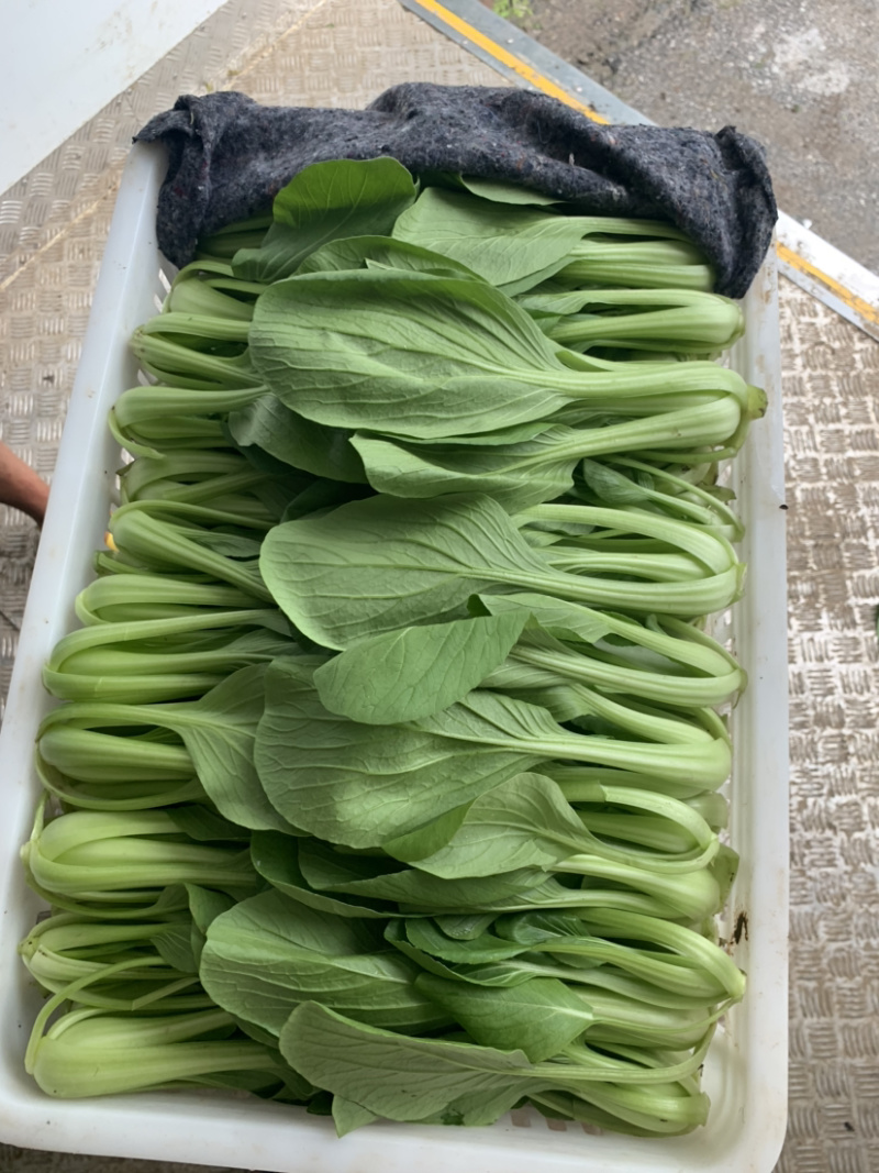 【热销】（坏菜包赔）精品小青菜油菜产地直销