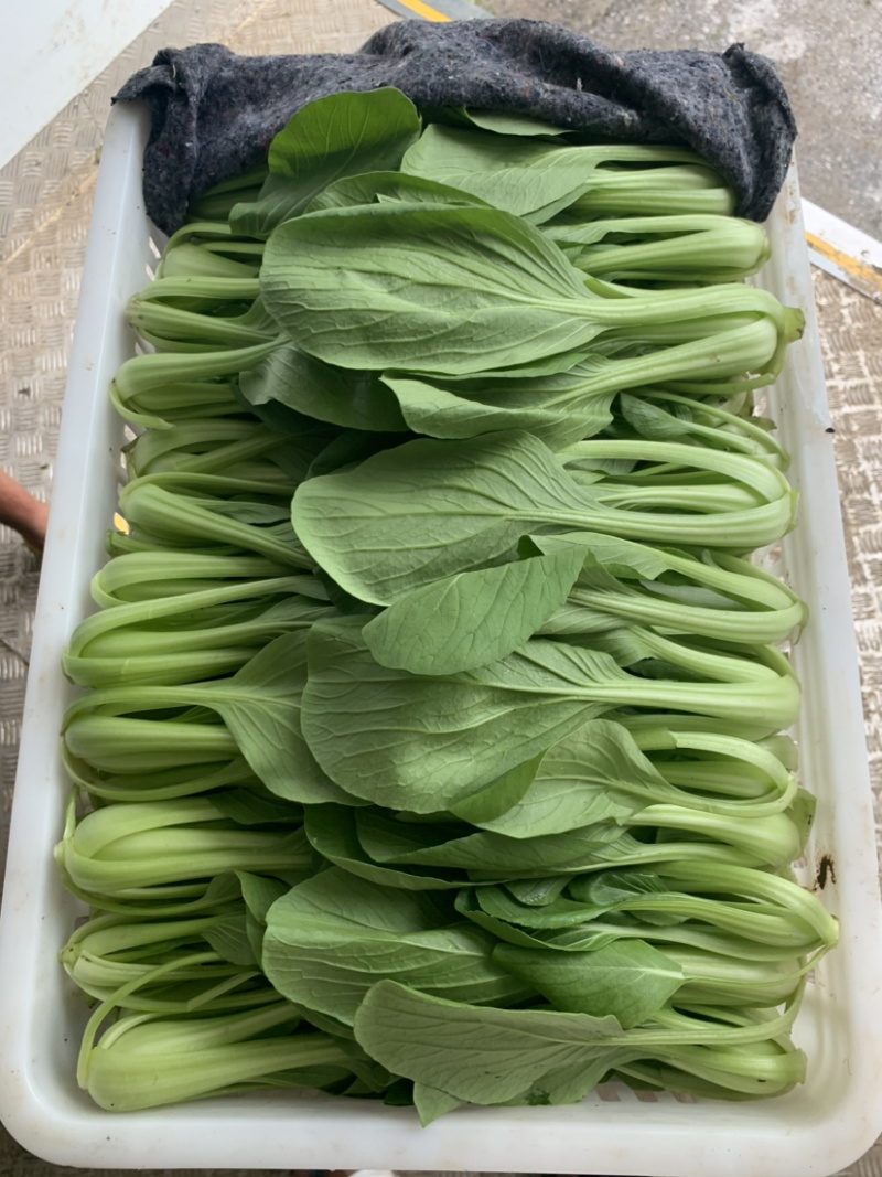 【直销】南通一级油菜小青菜基地直采货源充足常年有货