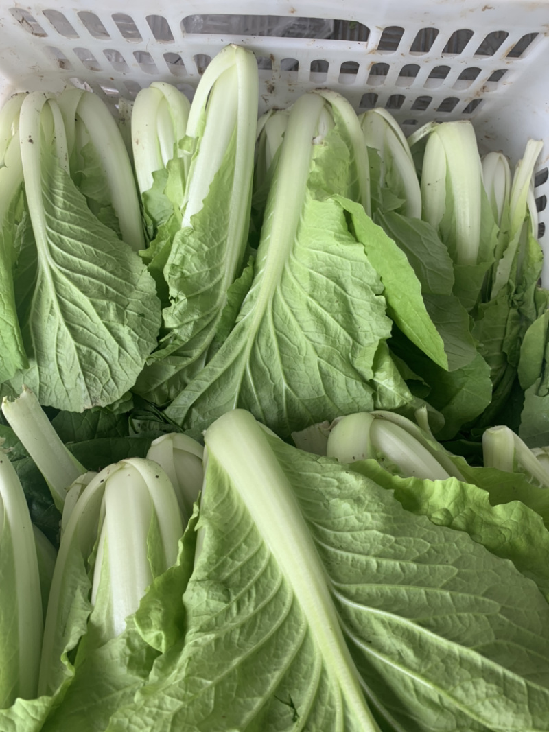 【畅销】一级小白菜毛白菜快菜常年出货基地直供