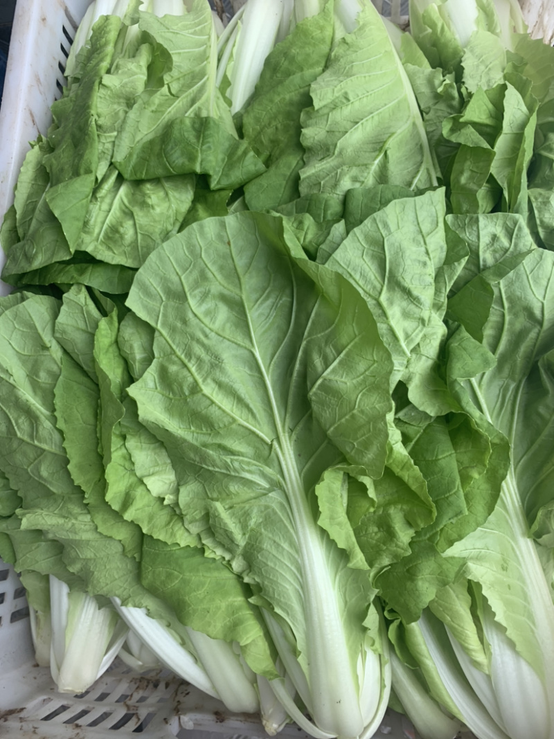 【畅销】一级小白菜毛白菜快菜常年出货基地直供