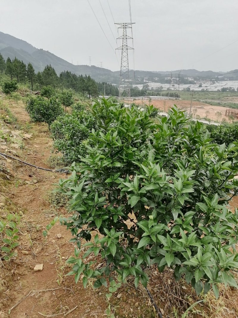 出租转让沃柑园