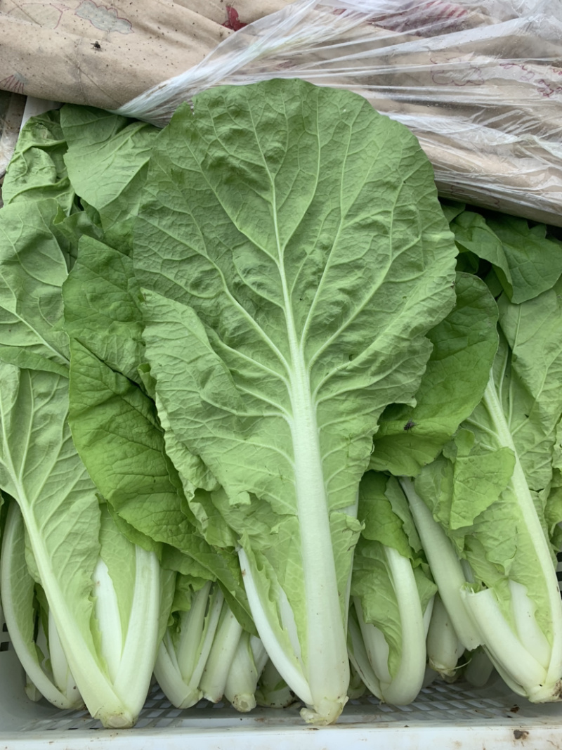 【畅销】一级小白菜毛白菜快菜常年出货基地直供