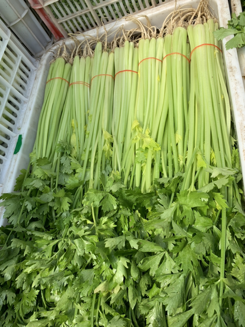 【精选】一级香芹批发大量上市商超品质基地直供