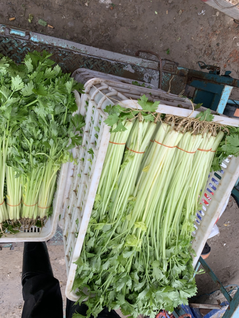 【精选】一级香芹批发大量上市商超品质基地直供