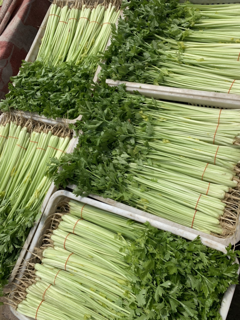 【精选】一级香芹批发大量上市商超品质基地直供