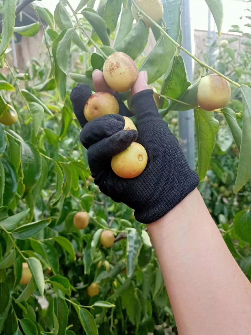 大荔冬枣、