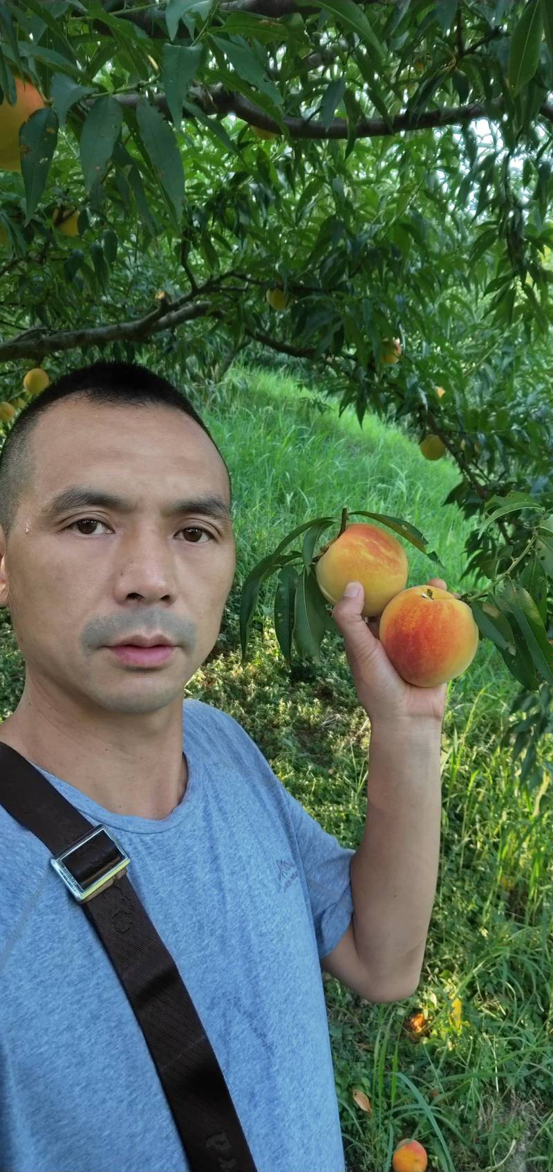 麻阳自家果园黄桃基地直卖