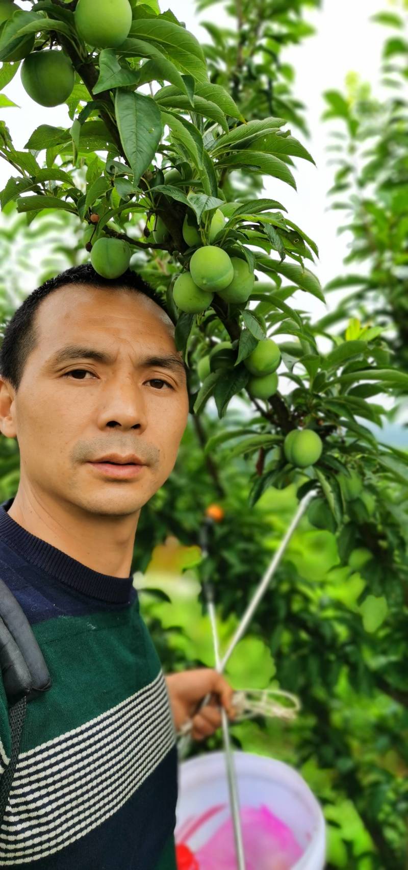 麻阳自家果园黄桃基地直卖