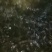 水产种苗