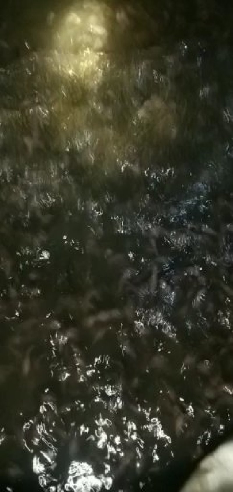 水产种苗