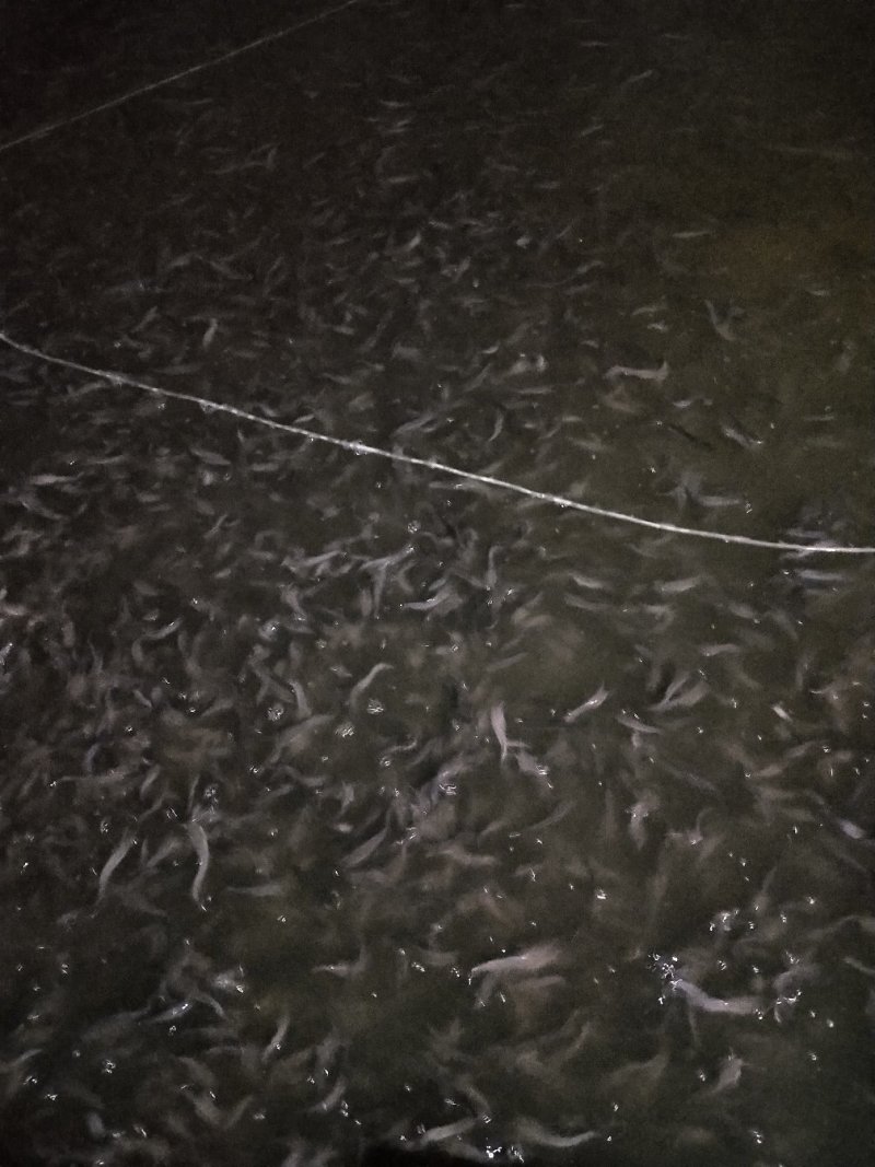 水产种苗