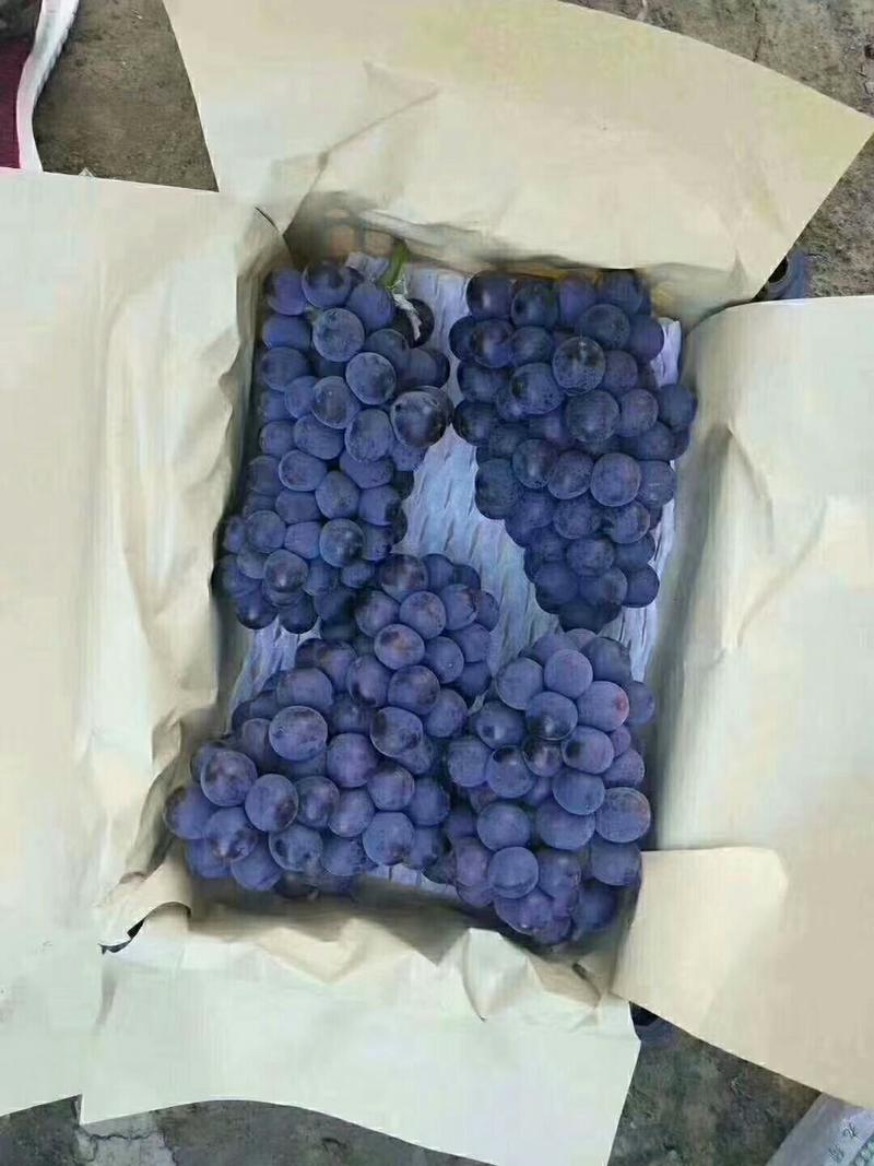 京亚葡萄1~2斤5%以下