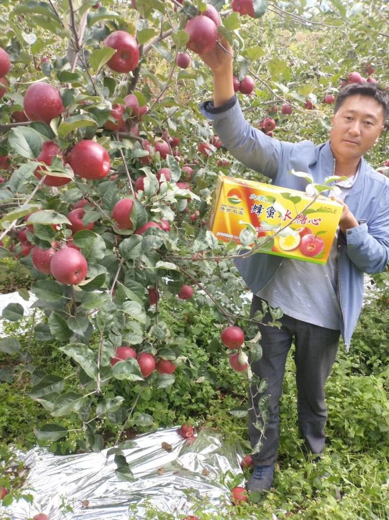 大凉山冰糖心丑苹果，果农直销，批发零售，专业代理