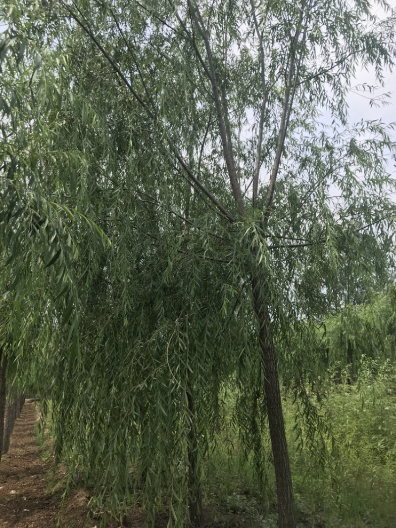 山东济南西湖垂柳可视频看货产地直供支持线上交易