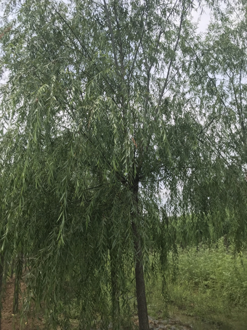 山东济南西湖垂柳可视频看货产地直供支持线上交易