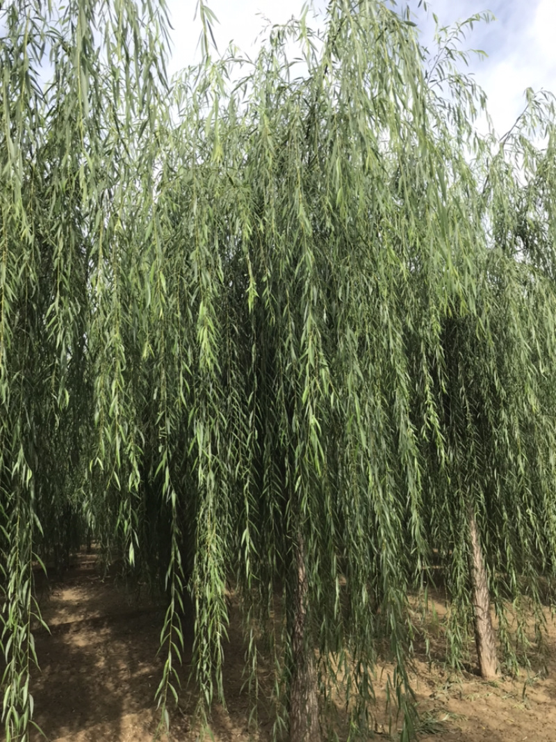 山东济南西湖垂柳可视频看货产地直供支持线上交易