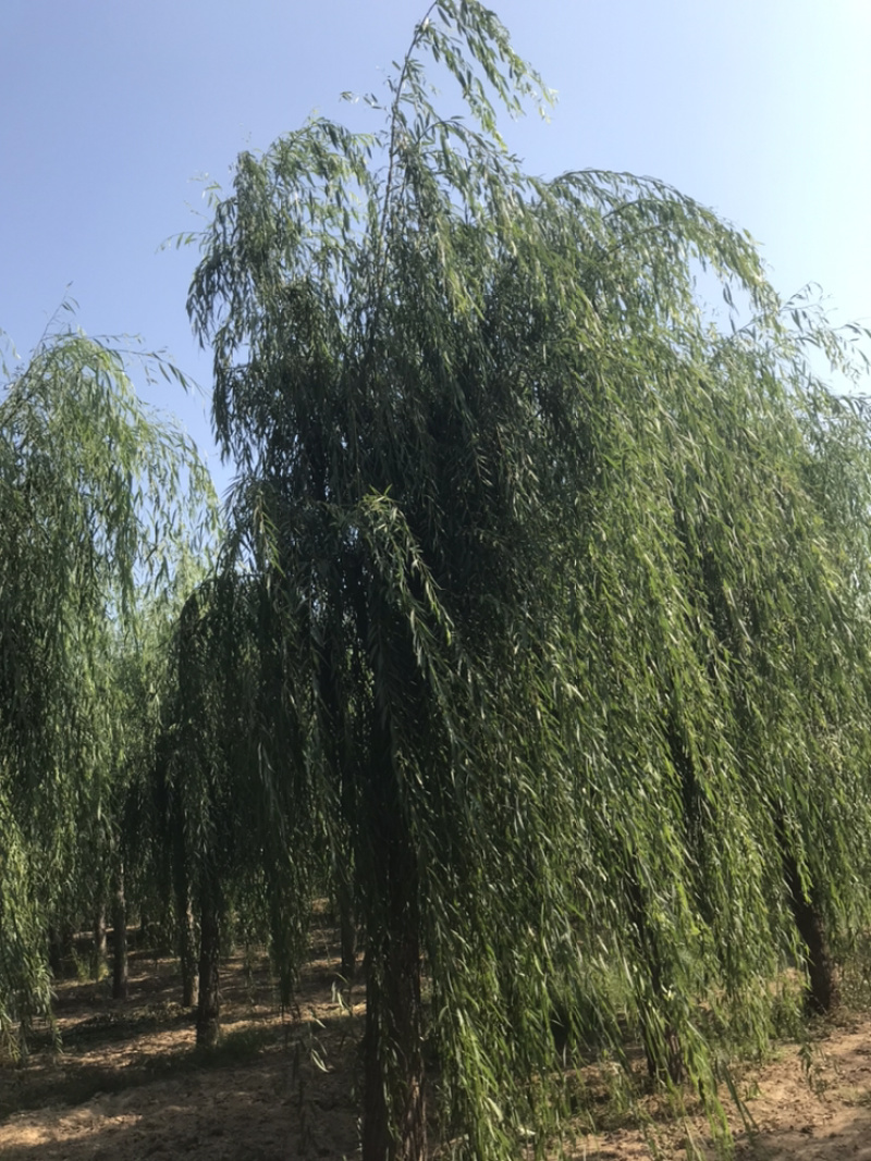 山东济南西湖垂柳可视频看货产地直供支持线上交易