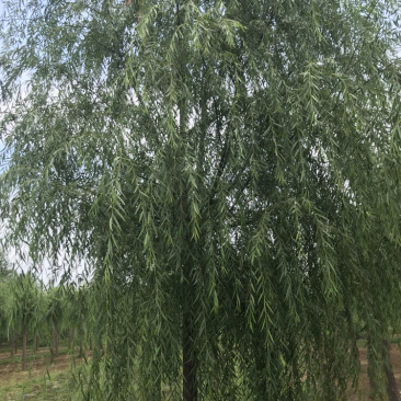 山东济南西湖垂柳可视频看货产地直供支持线上交易
