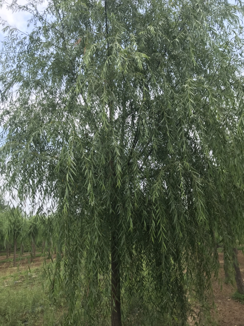 山东济南西湖垂柳可视频看货产地直供支持线上交易