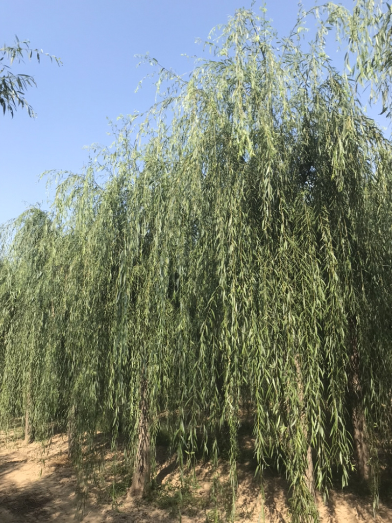 山东济南西湖垂柳可视频看货产地直供支持线上交易