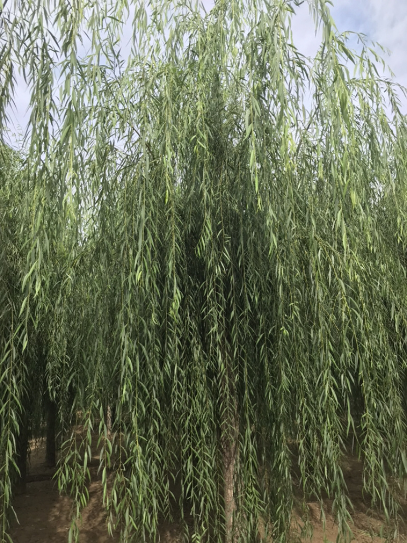 山东济南西湖垂柳可视频看货产地直供支持线上交易