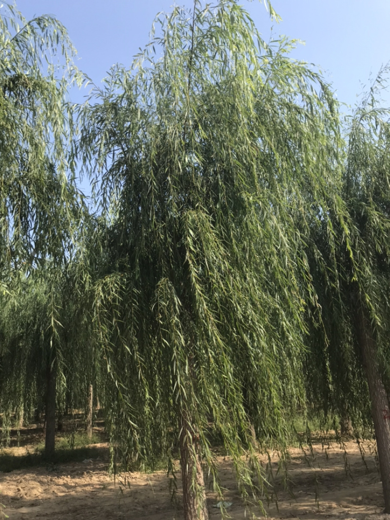 山东济南西湖垂柳可视频看货产地直供支持线上交易