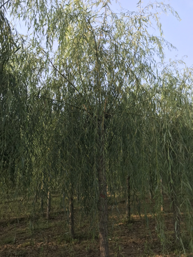 山东济南西湖垂柳可视频看货产地直供支持线上交易