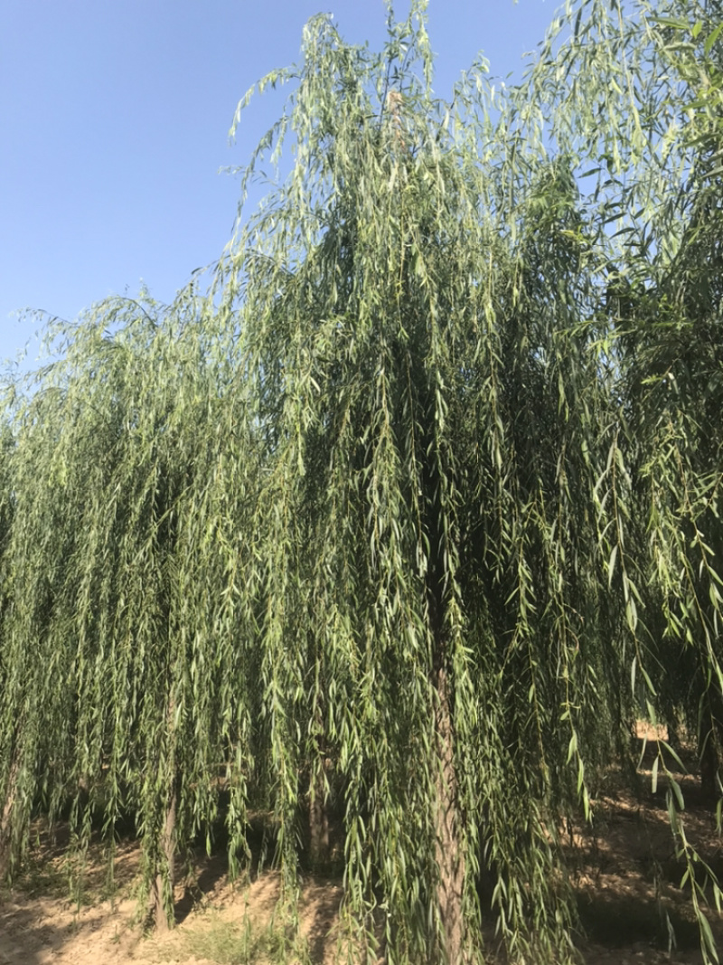 山东济南西湖垂柳可视频看货产地直供支持线上交易