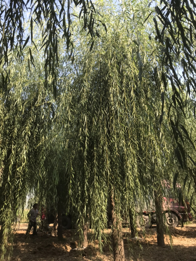 山东济南西湖垂柳可视频看货产地直供支持线上交易