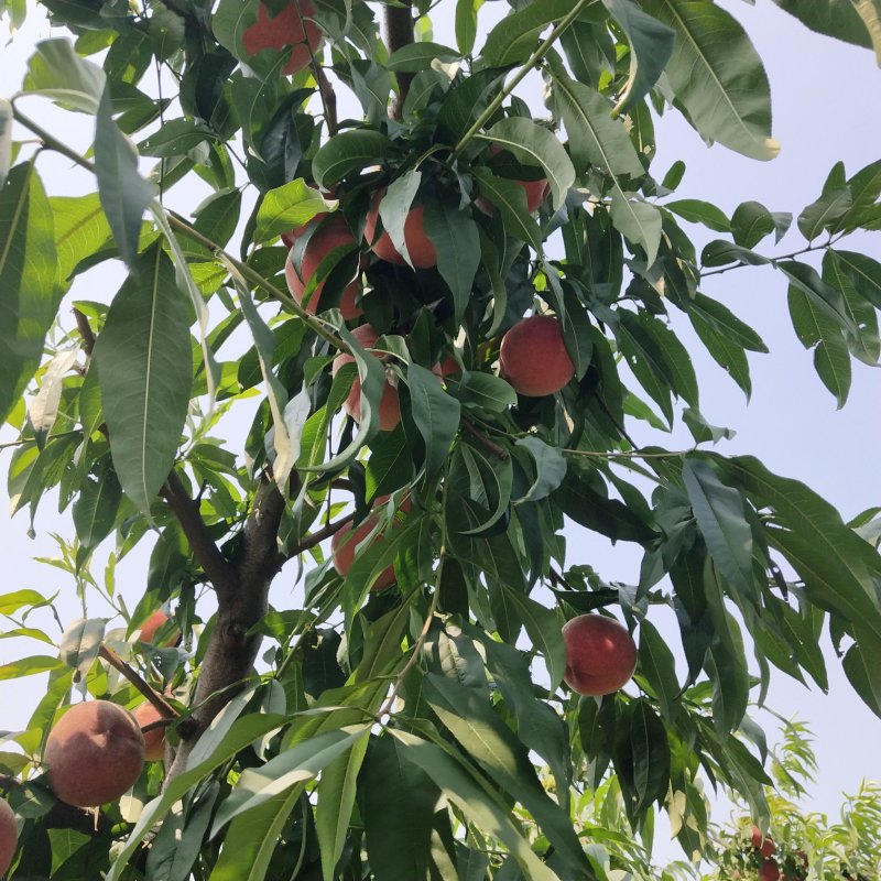 白凤甜挑真甜密甜甜密密