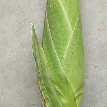 白粘玉米