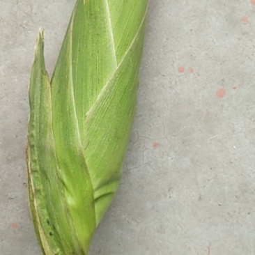 万糯白粘玉米