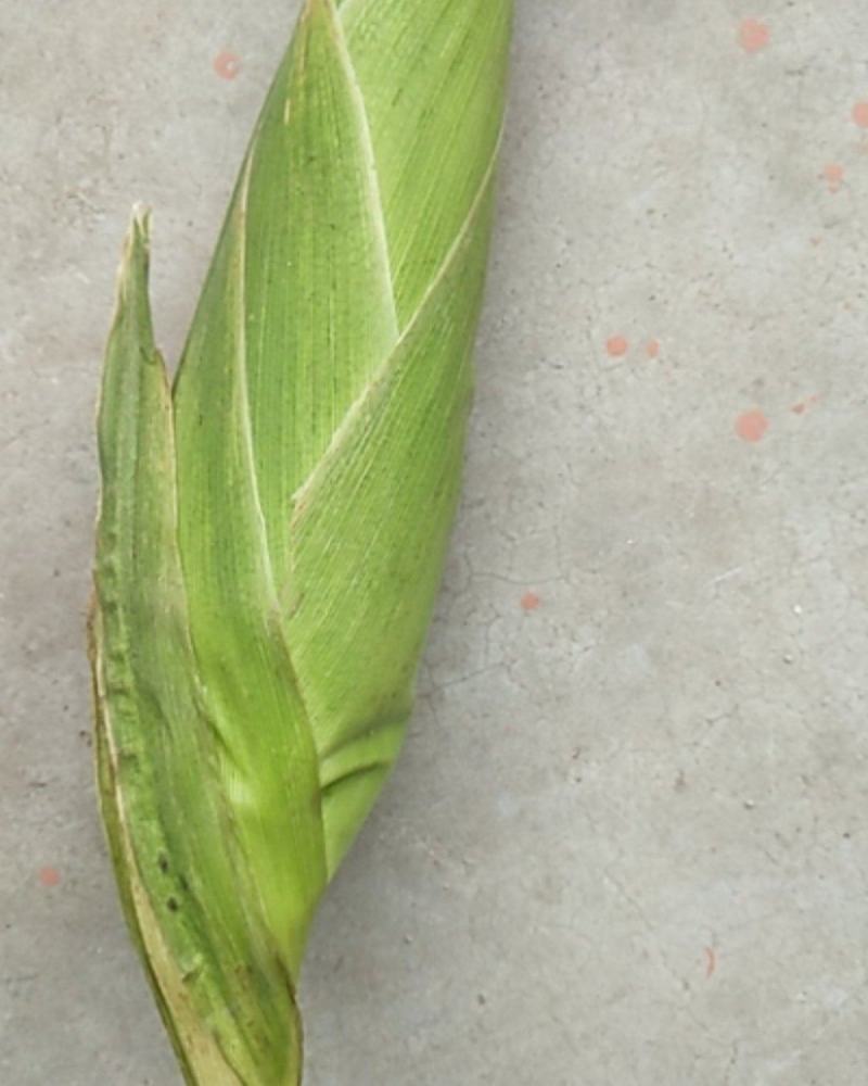 万糯白粘玉米