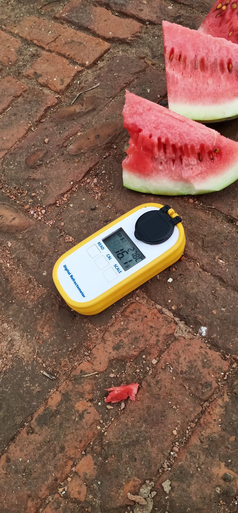 西农8号西瓜8斤打底9成熟头茬，产地直供，一手货源