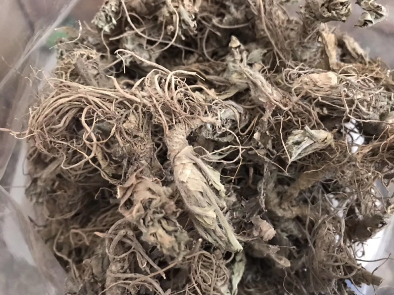 地胆头无泥干货新货草鞋根草鞋底煲汤材料