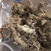 地胆头无泥干货新货草鞋根草鞋底煲汤材料