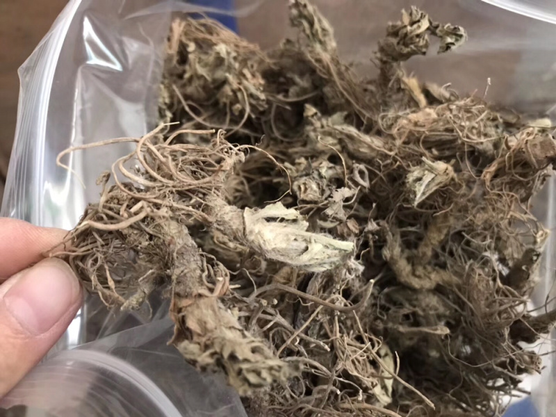 地胆头无泥干货新货草鞋根草鞋底煲汤材料