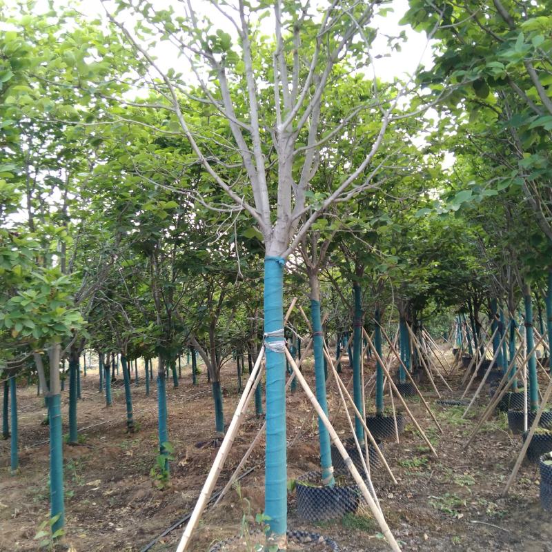 河南供应精品容器玉兰，5～40公分