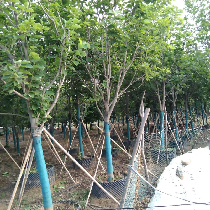 河南供应精品容器玉兰，5～40公分