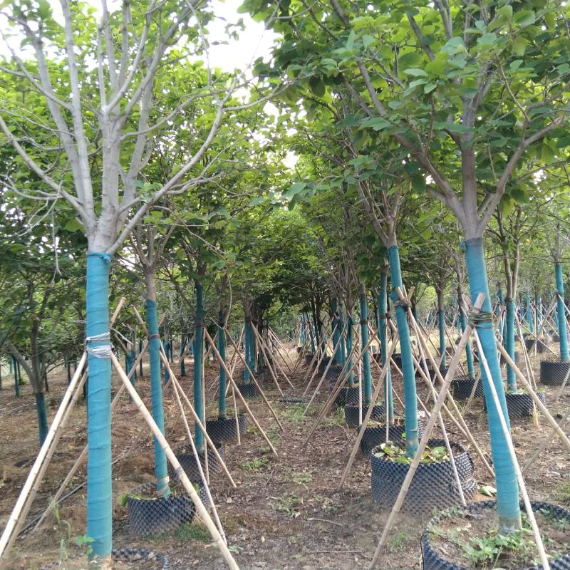 河南供应精品容器玉兰，5～40公分