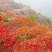 黄栌香山红叶种子河南伏牛山产地直供量大价优