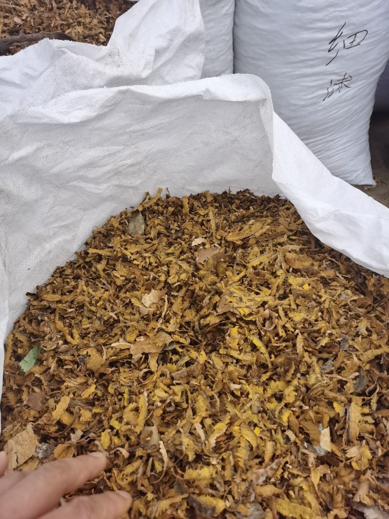 川黄柏机器沫，机器去皮，生长在四川崇州1400米的高海拔