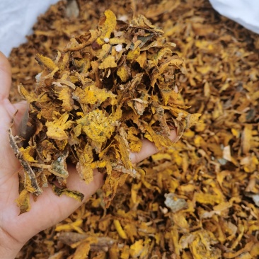 川黄柏机器沫，机器去皮，生长在四川崇州1400米的高海拔