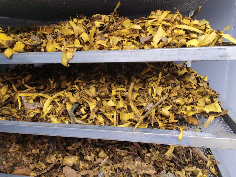 川黄柏机器沫，机器去皮，生长在四川崇州1400米的高海拔