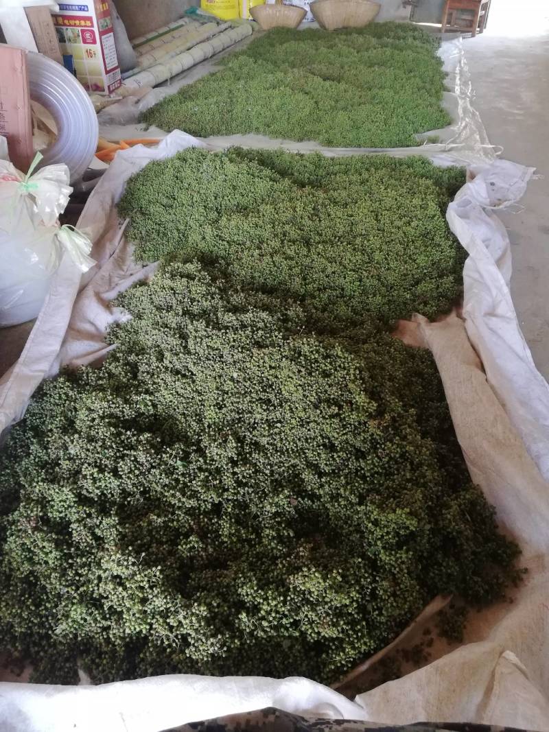 湖北的本地老辈传下的品种小麻椒！又香又麻无杆无叶可以真空