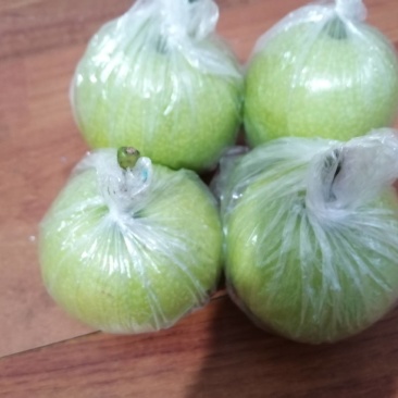 青皮皇冠梨大量上市，一件代发，批量走货，商超团购都可以。