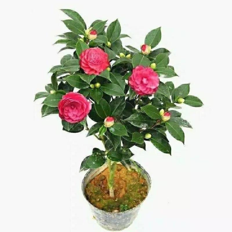 三角梅，嫁接三角梅，种植基地常年出售茶花三角梅
