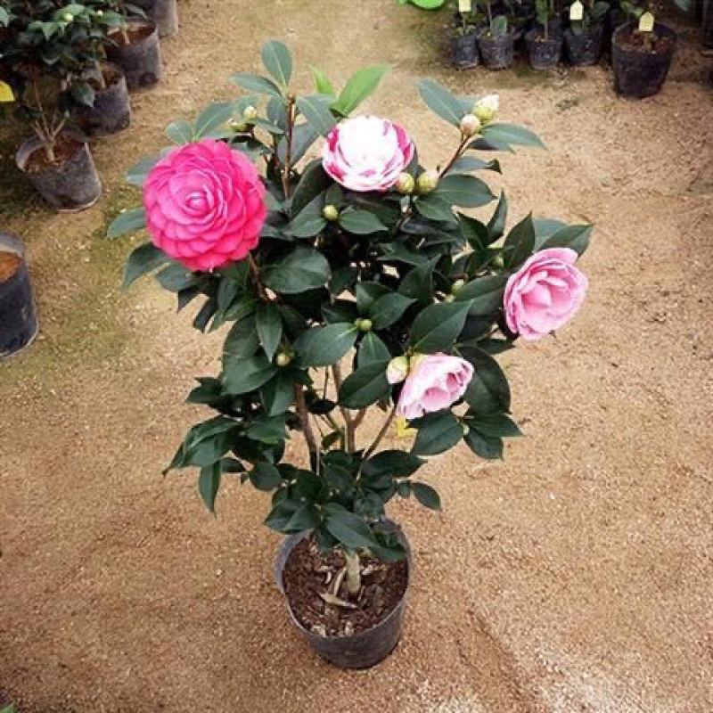 三角梅，嫁接三角梅，种植基地常年出售茶花三角梅