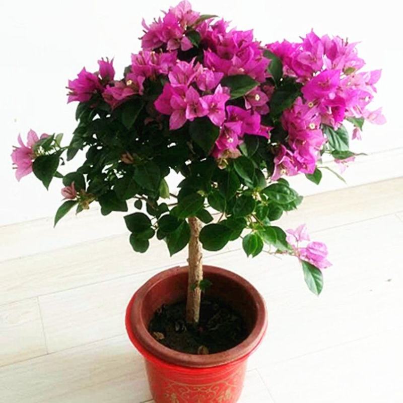 三角梅，嫁接三角梅，种植基地常年出售茶花三角梅